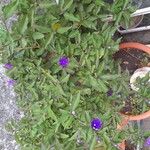 Brunfelsia uniflora Blodyn