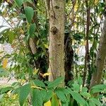 Cotoneaster frigidus Bark