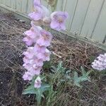 Penstemon palmeri Flor