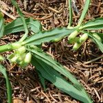 Polygonatum verticillatum Цветок