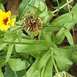 Calendula arvensis Leaf