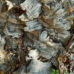 Quercus suber Bark