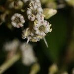 Ardisia densiflora Квітка