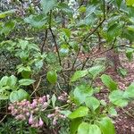 Syringa persica Φύλλο