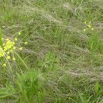 Lomatium triternatum Λουλούδι