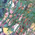 Polystichum rigens Leaf