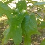 Quercus velutina Feuille