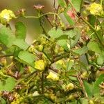 Merremia hederacea Habitus