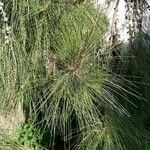 Casuarina cunninghamiana Φύλλο