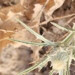 Atractylis carduus Hoja