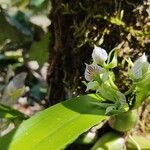 Prosthechea chacaoensis Kvet