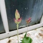 Crossandra nilotica Flor