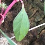 Amaranthus hybridus ഇല