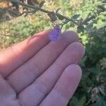 Nepeta × faassenii 花