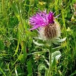 Centaurea uniflora Habit