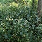 Persicaria virginianaFlower