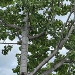 Populus tremuloides Кора