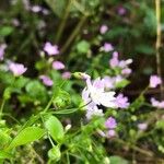 Claytonia sibirica Flor