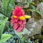 Costus barbatusFlor