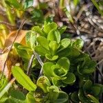 Gentiana brachyphylla Leaf