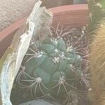 Gymnocalycium pflanzii Leaf