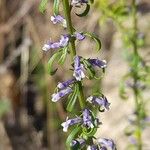 Anarrhinum bellidifolium