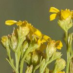 Amphiachyris dracunculoides 花