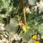 Fremontodendron californicum Ліст