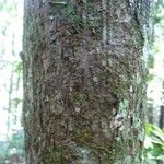 Conceveiba guianensis Кора