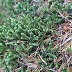 Diphasiastrum alpinum Likasa