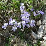 Viola rupestris Alkat (teljes növény)