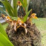 Maxillaria porrecta Virág