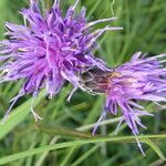 Serratula tinctoria Flors