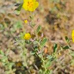 Helianthemum salicifolium Fula