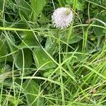 Plantago media Leaf