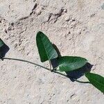 Araujia sericifera Blad