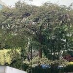 Delonix regia Natur