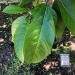 Chionanthus virginicus Leaf