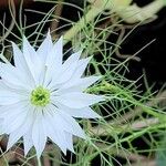 Nigella damascenaFloro