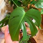 Monstera minima Blatt