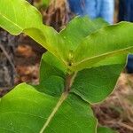 Asclepias amplexicaulis Leaf