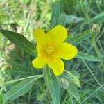 Ludwigia grandiflora Fiore