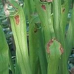 Sarracenia alata Hoja