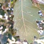Quercus ithaburensis Blatt