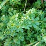 Galium sylvaticum Folha