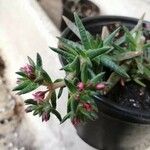 Crassula sarcocaulis Flower