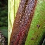 Asplundia ferruginea Bark