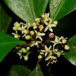 Phelline brachyphylla