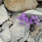 Viola cenisia Flor