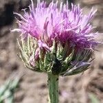 Jurinea cyanoides Flower